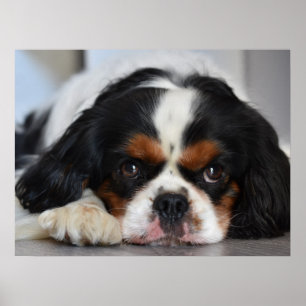 Affiche Tri Couleur Cavalier King Charles Spaniel Chien Ch