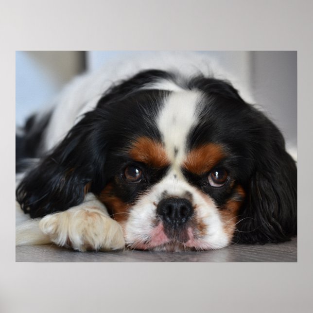 Affiche Tri Couleur Cavalier King Charles Spaniel Chien Ch (Devant)