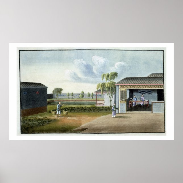 Affiche Tri du thé (avec/c sur papier) (Devant)