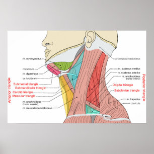 Affiche Triangles antérieurs postérieurs Anatomie du cou M