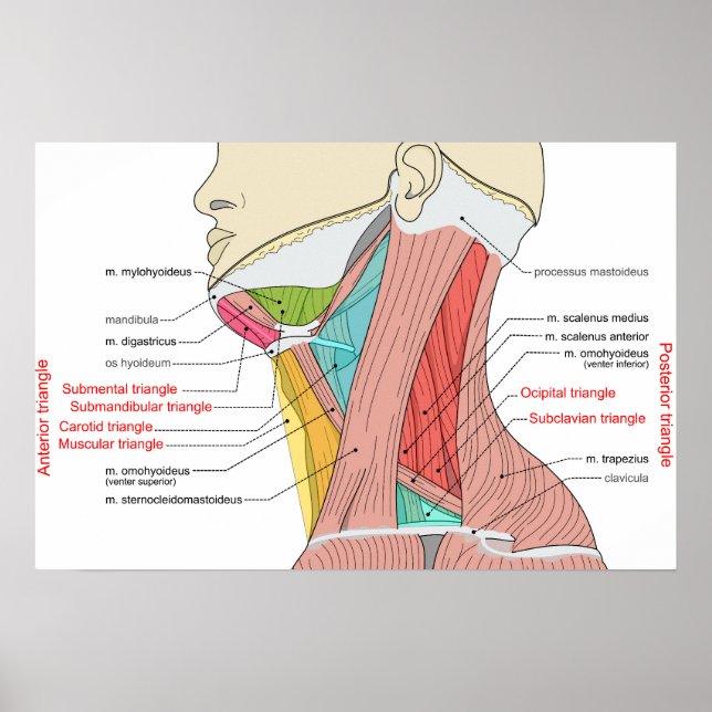 Affiche Triangles antérieurs postérieurs Anatomie du cou M (Devant)