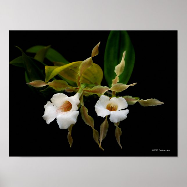 Affiche Trichopilia Tortilis (Devant)