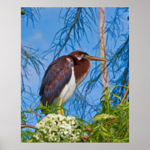 Affiche Tricolored Heron in a Tree