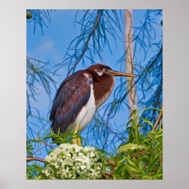 Affiche Tricolored Heron in a Tree (Devant)