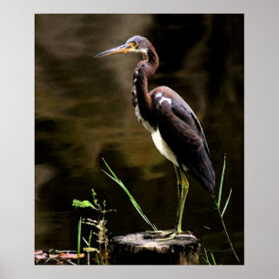 Affiche Tricolored Heron Print -20x24 -other sizes also