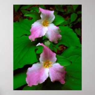 Affiche Trillium Fleur sauvage