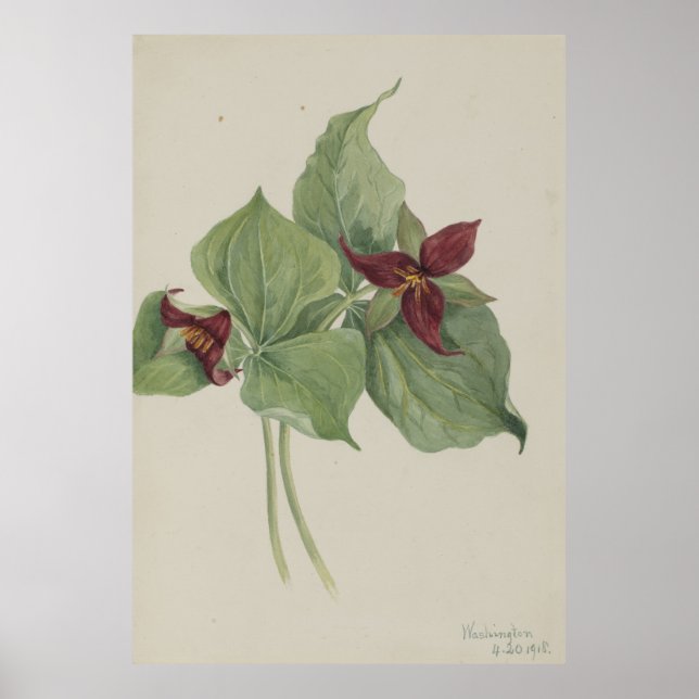 Affiche Trillium rouge (Trillium erectum) (Devant)