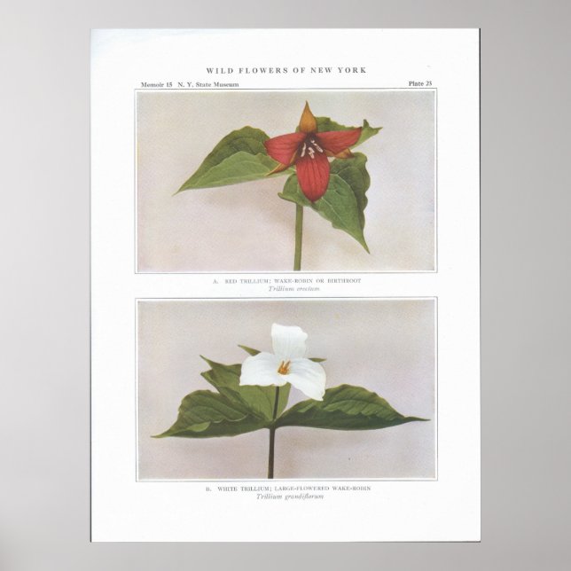 Affiche Trillium rouge ; Wake-Robin ou Birthroot (Devant)