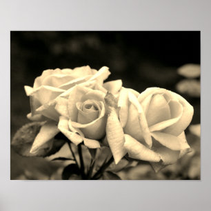 Affiche Trio de boutons de rose en sépia