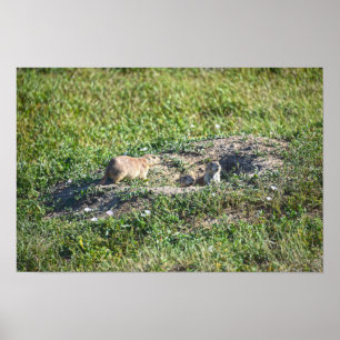 Affiche Trio de chiens de prairie, parc national des Badla