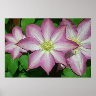 Affiche Trio de Clematis Pink and White Spring Vine