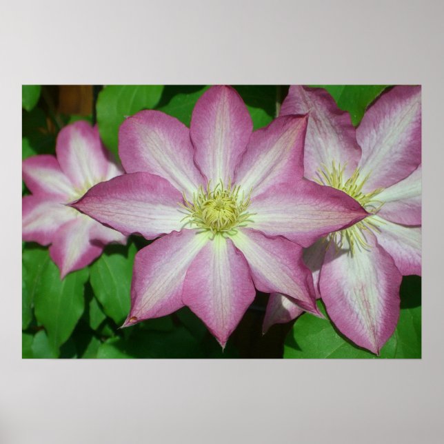 Affiche Trio de Clematis Pink and White Spring Vine (Devant)