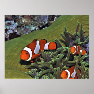 Affiche Trio de clowns