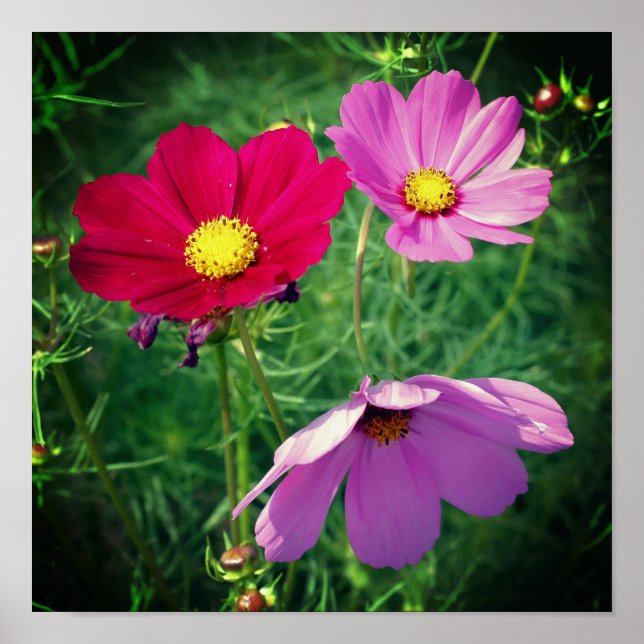 Affiche Trio de fleurs Cosmos Daisy  (Devant)