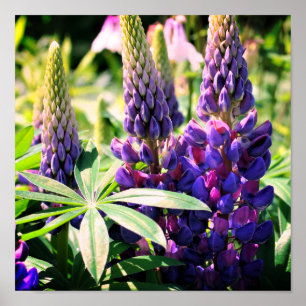 Affiche Trio de fleurs de lupine violette
