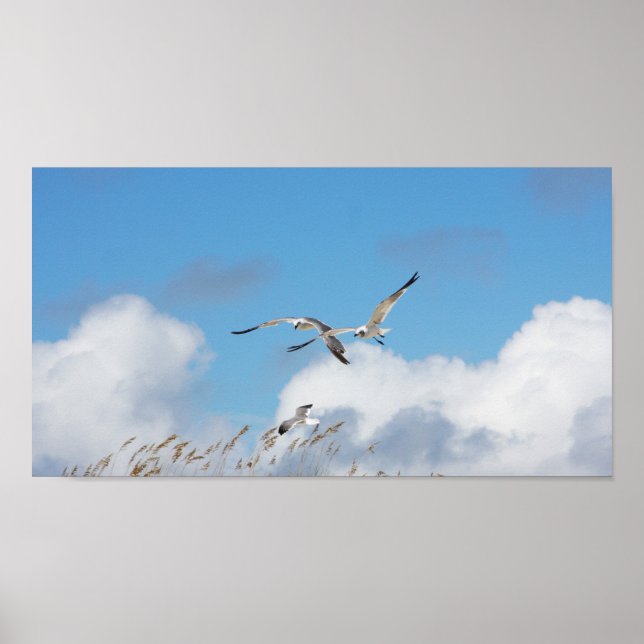 Affiche Trio de goélands 2 (Devant)