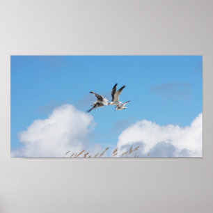 Affiche Trio de goélands 5