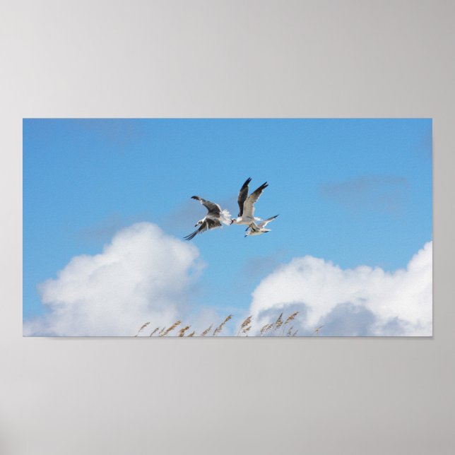 Affiche Trio de goélands 5 (Devant)