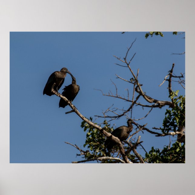 Affiche Trio de Hamerkops dans la Canopée (Devant)
