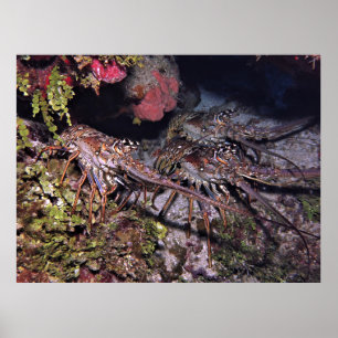 Affiche Trio de homard