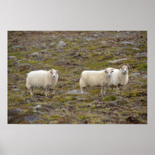Affiche Trio de moutons, Islande