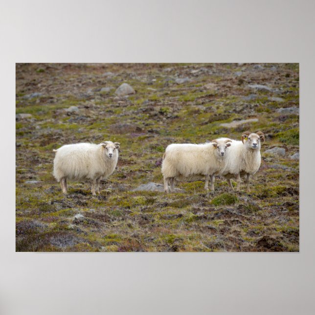 Affiche Trio de moutons, Islande (Devant)