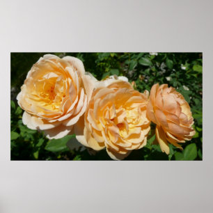 Affiche Trio de Pêche Rose Floral