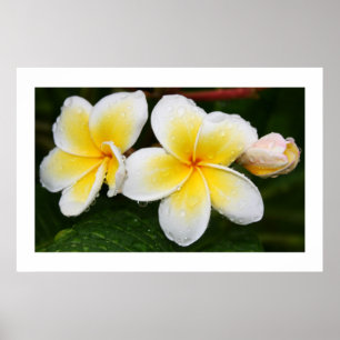 Affiche Trio de Plumeria