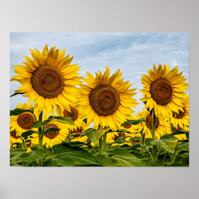 Affiche Trio de Tournesols (Devant)