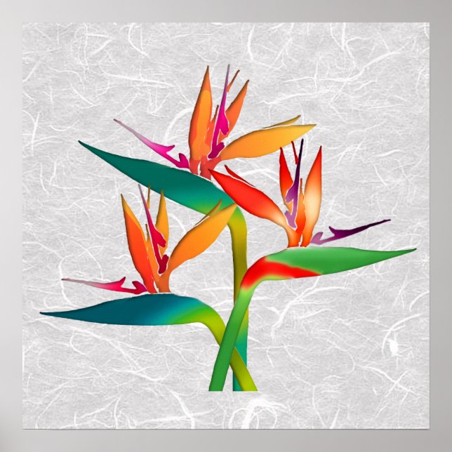 Affiche Trio des oiseaux du paradis (Devant)