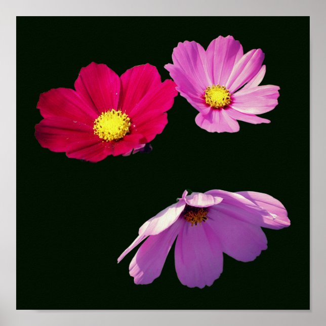Affiche Trio Fleur Faisy Cosmos Flottante (Devant)