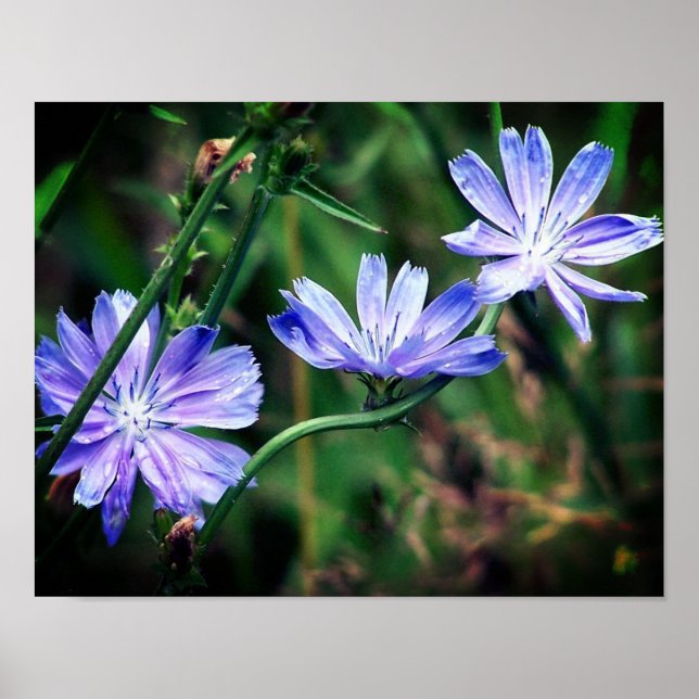 Affiche Trio Fleur Fleurs Fleurs Fleurs Fleurs Sauvages Bl (Devant)