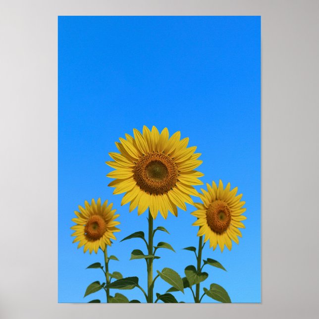 Affiche Trio tournesols (Devant)