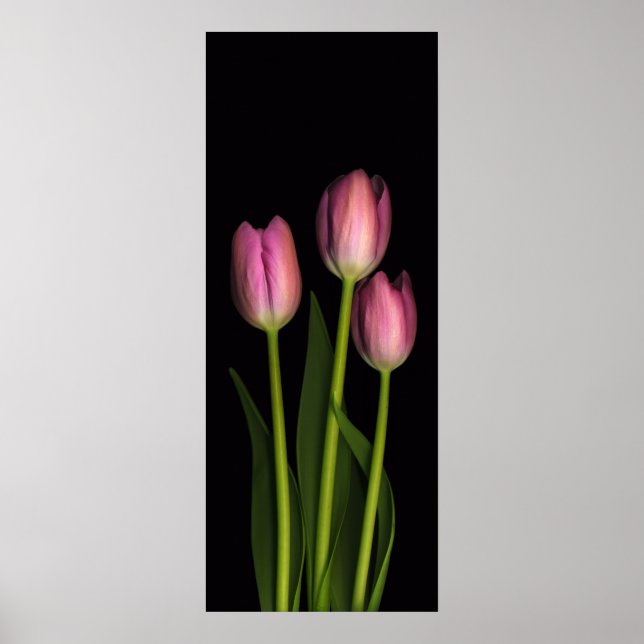 Affiche Trio Tulip rose (Devant)