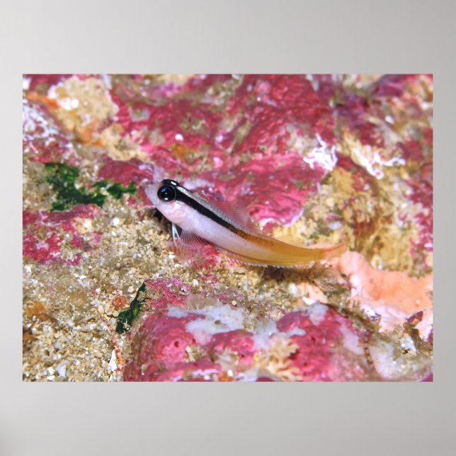 Affiche Triplefin (Devant)
