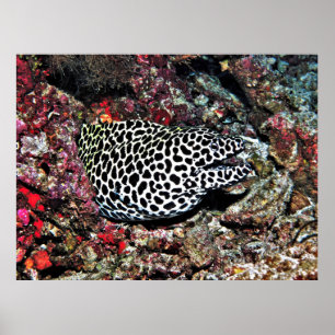 Affiche Trippy Leopard Moray