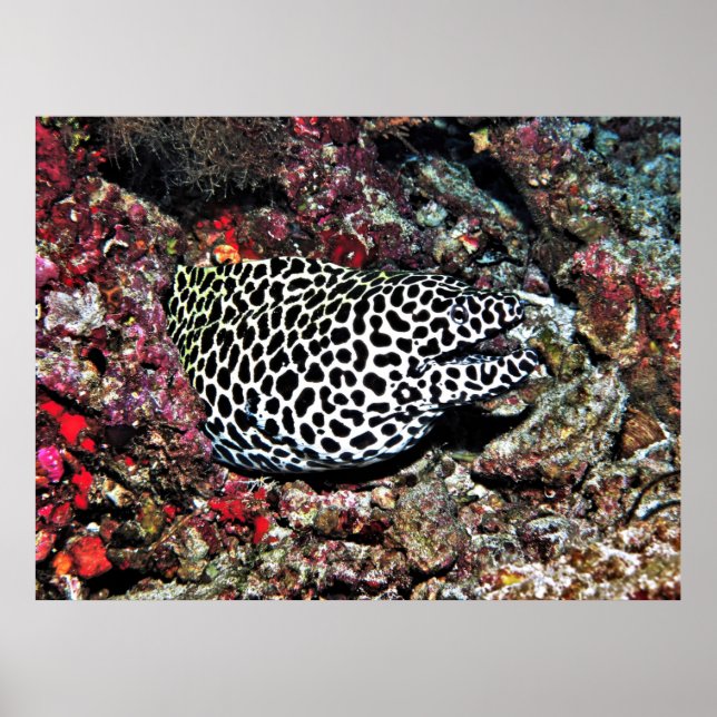 Affiche Trippy Leopard Moray (Devant)