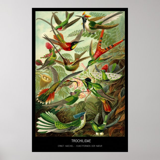 Affiche Trochilidae - Plaque 99 - Kunstformen der Natur (Devant)