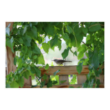 Troglodyte dans l'arbor