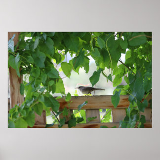 Affiche Troglodyte dans l'arbor