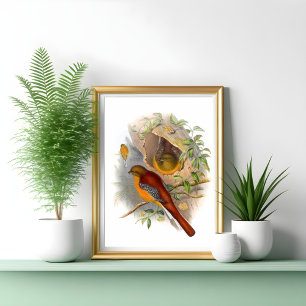 Affiche Trogon des montagnes