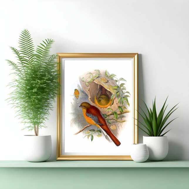 Affiche Trogon des montagnes  (Créateur téléchargé)
