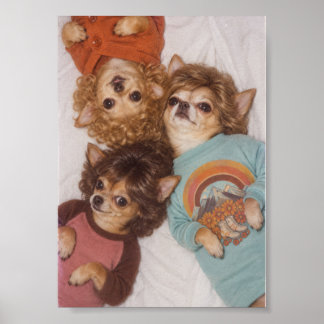 Affiche Trois amis Chihuahuas avec une grande coiffure des