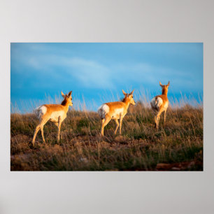 Affiche Trois antilopes s'éloignant au coucher du soleil