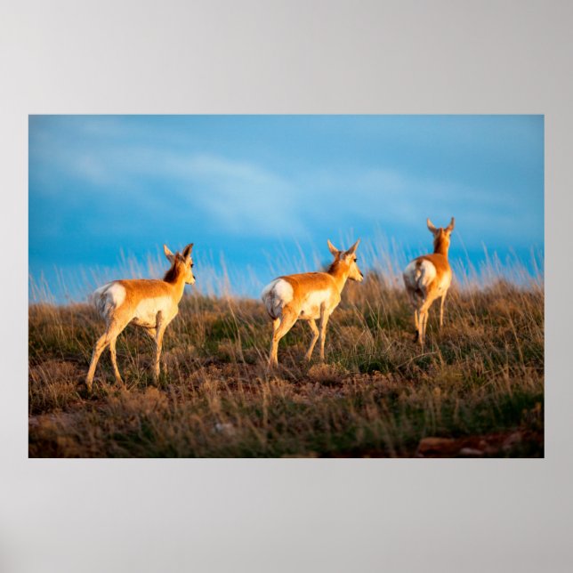 Affiche Trois antilopes s'éloignant au coucher du soleil (Devant)