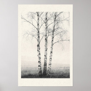 Affiche Trois bouleaux d'hiver Photo Nature noir et blanc