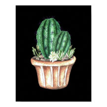 Trois cactus en pot