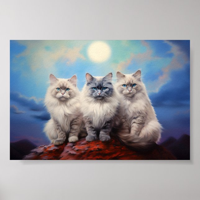 Affiche Trois chats Ragdoll (Devant)