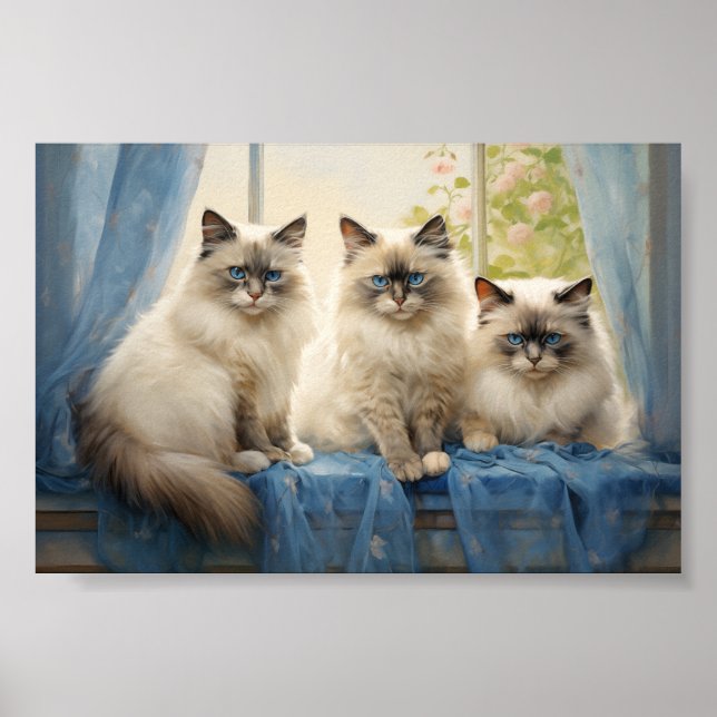 Affiche Trois chats Ragdoll (Devant)
