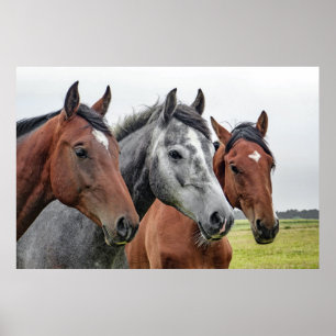 Affiche Trois chevaux